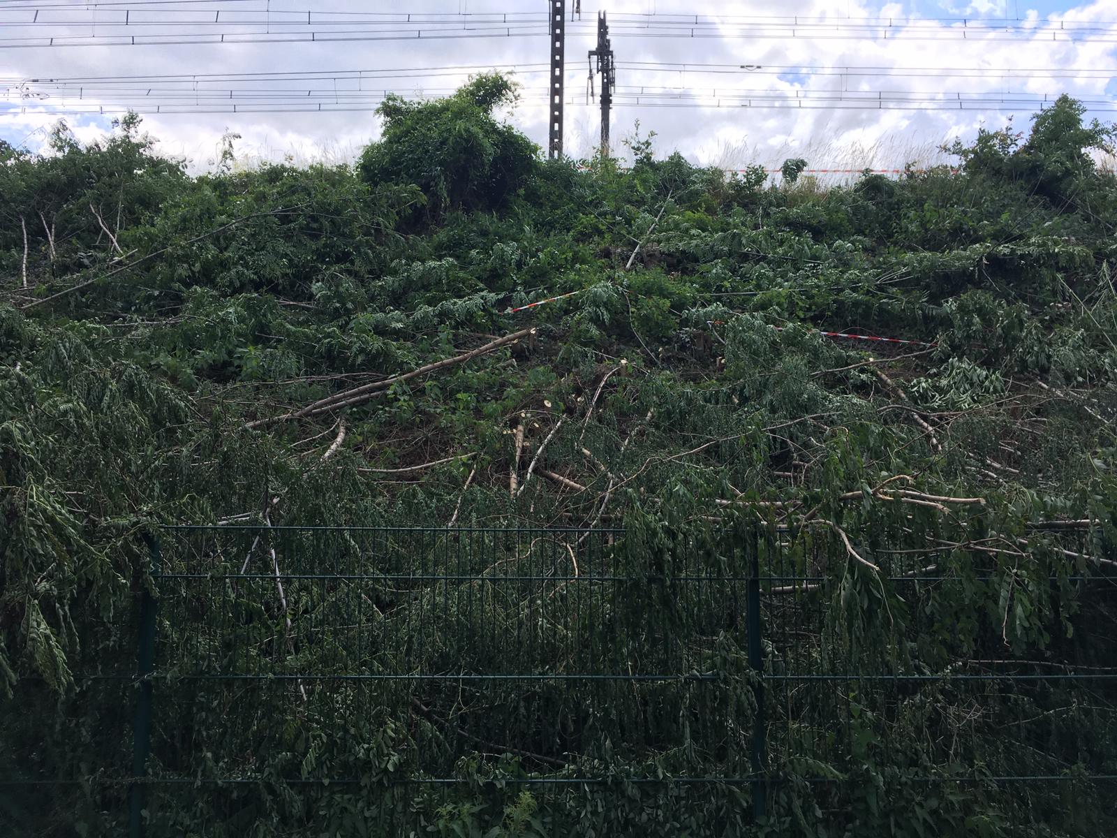 Abattage des arbres et des haies à Massy : première victoire