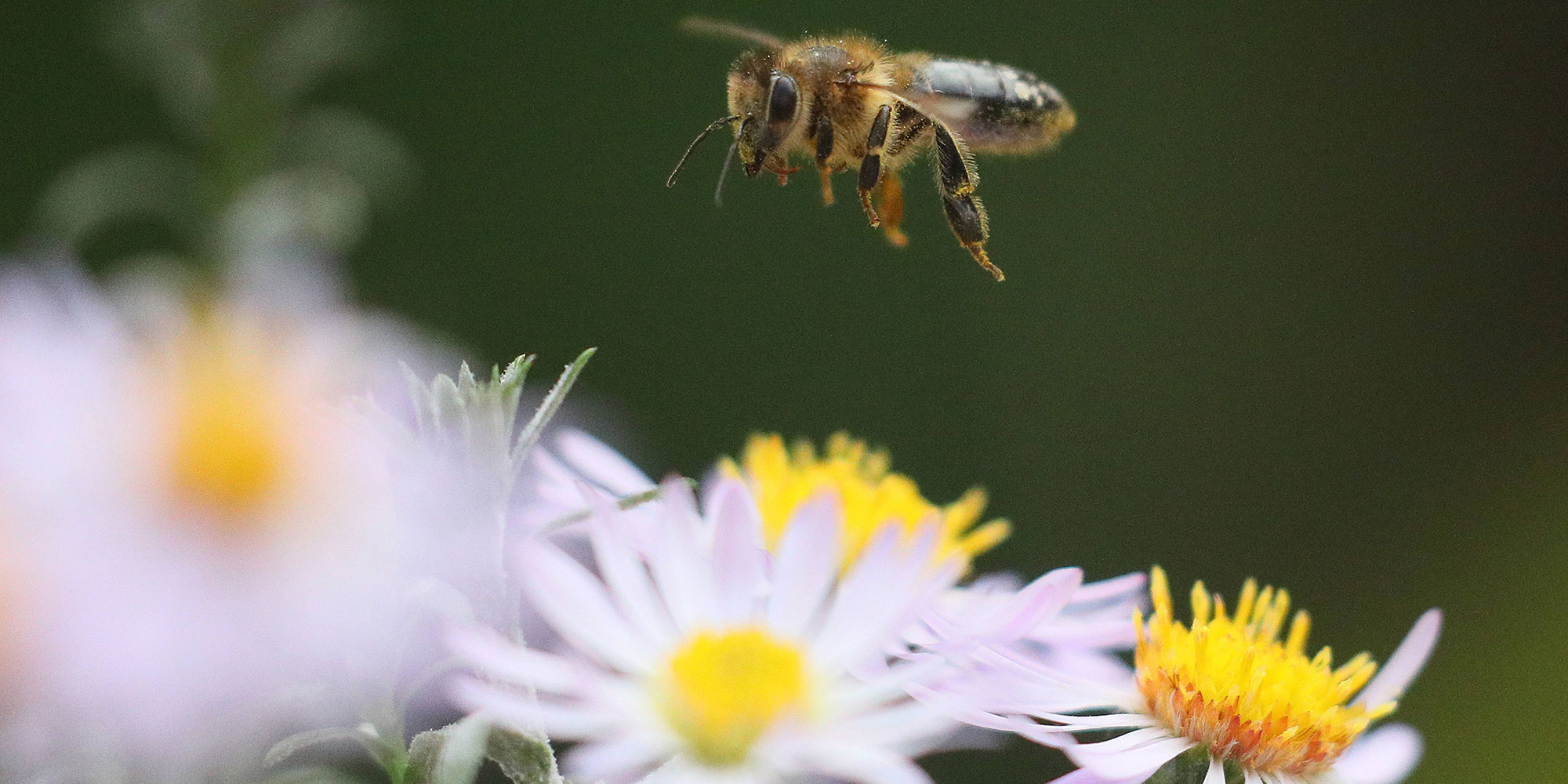 Quant la députée LREM de notre circonscription vote en faveur des néonicotinoïdes alors que Massy reçoit les Assises de la Biodiversité